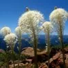 Xerophyllum tenax - Lírio relva, Relva aromática, Grama de urso