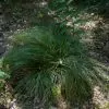 Xerophyllum tenax - Lírio relva, Relva aromática, Grama de urso - Image 2