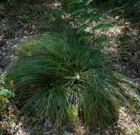 Xerophyllum tenax - Lírio relva, Relva aromática, Grama de urso - Image 2