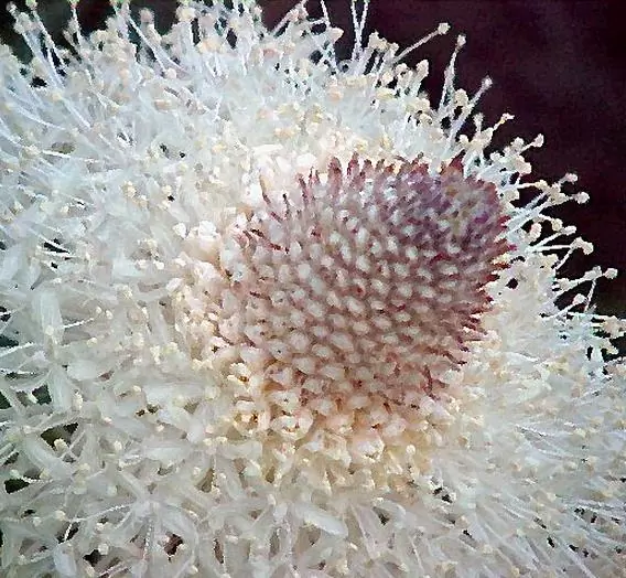 Xerophyllum tenax - Lírio relva, Relva aromática, Grama de urso - Image 3