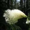 Xerophyllum tenax - Lírio relva, Relva aromática, Grama de urso - Image 4