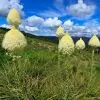 Xerophyllum tenax - Lírio relva, Relva aromática, Grama de urso - Image 5