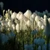Xerophyllum tenax - Lírio relva, Relva aromática, Grama de urso - Image 6