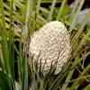 Xerophyllum tenax - Lírio relva, Relva aromática, Grama de urso - Image 7