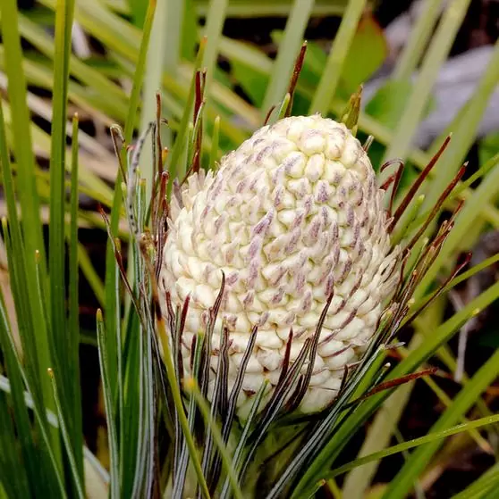 Xerophyllum tenax - Lírio relva, Relva aromática, Grama de urso - Image 7