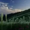 Xerophyllum tenax - Lírio relva, Relva aromática, Grama de urso - Image 8
