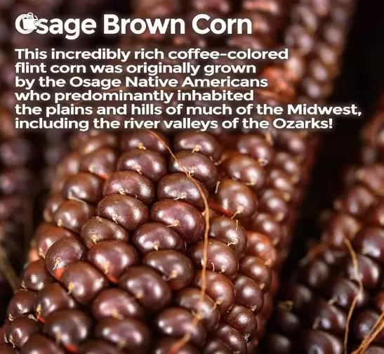 Zea Mays Osage Brown (Certificação Orgânica) - Milho Chocolate do Povo Osage, Milho chocolate - Image 7