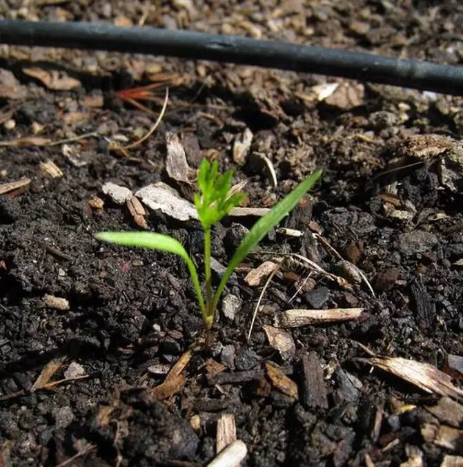 Daucus carota 'Purple Dragon' (C.O) - Cenoura Roxa Gourmet, Cenoura Bicolor, Cenoura colorida - Imagem 2