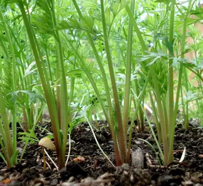 Daucus carota 'Purple Dragon' (C.O) - Cenoura Roxa Gourmet, Cenoura Bicolor, Cenoura colorida - Imagem 3