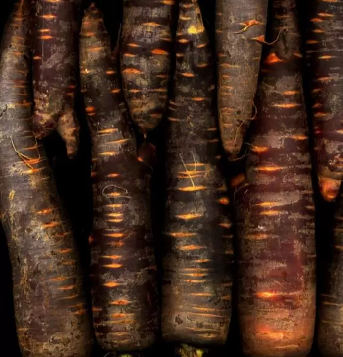 Daucus carota 'Purple Dragon' (C.O) - Cenoura Roxa Gourmet, Cenoura Bicolor, Cenoura colorida - Imagem 4
