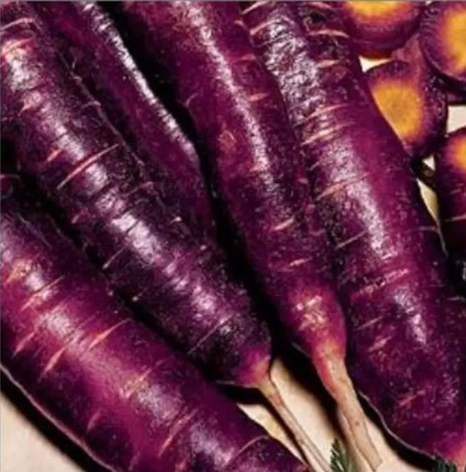 Daucus carota 'Purple Dragon' (C.O) - Cenoura Roxa Gourmet, Cenoura Bicolor, Cenoura colorida - Imagem 5