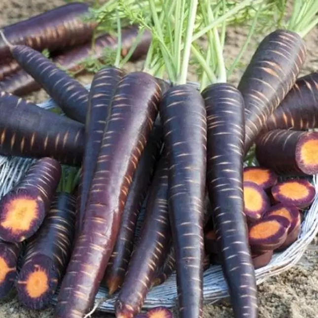 Daucus carota 'Purple Dragon' (C.O) - Cenoura Roxa Gourmet, Cenoura Bicolor, Cenoura colorida - Imagem 7
