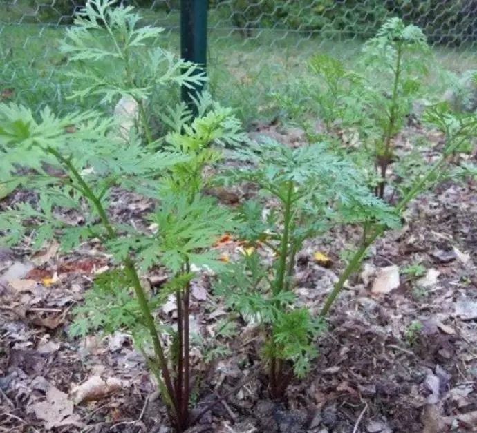Daucus carota 'Pusa Asita Black' (C. O) - Cenoura roxa-enegrecida interior e exterior, Cenoura negra, Cenoura colorida - Imagem 4