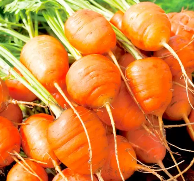 Daucus carota Ssp Sativus 'Parisienne Tonda Di Parigi' (Certificação Orgânica) - Cenoura Redonda de Paris, Cenoura do Mercado de Paris, Mini Cenoura Francesa