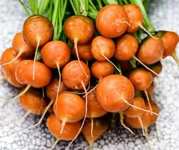 Daucus carota Ssp Sativus 'Parisienne Tonda Di Parigi' (Certificação Orgânica) - Cenoura Redonda de Paris, Cenoura do Mercado de Paris, Mini Cenoura Francesa - Imagem 2