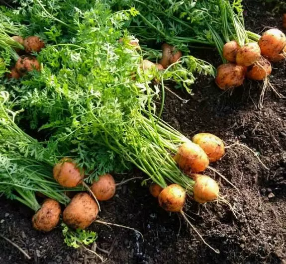 Daucus carota Ssp Sativus 'Parisienne Tonda Di Parigi' (Certificação Orgânica) - Cenoura Redonda de Paris, Cenoura do Mercado de Paris, Mini Cenoura Francesa - Imagem 3