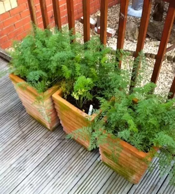 Daucus carota Ssp Sativus 'Parisienne Tonda Di Parigi' (Certificação Orgânica) - Cenoura Redonda de Paris, Cenoura do Mercado de Paris, Mini Cenoura Francesa - Imagem 4