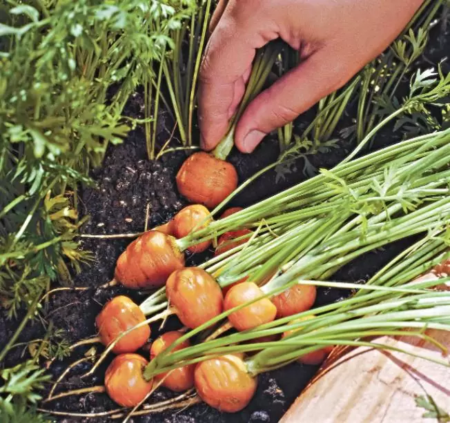 Daucus carota Ssp Sativus 'Parisienne Tonda Di Parigi' (Certificação Orgânica) - Cenoura Redonda de Paris, Cenoura do Mercado de Paris, Mini Cenoura Francesa - Imagem 5