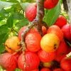 Ficus racemosa - Figueira de cacho, Figo de Cacho, Figueira Goolar, Figo do Rio Vermelho, Cluster