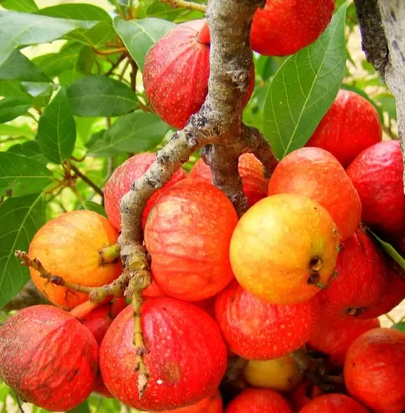 Ficus racemosa - Figueira de cacho, Figo de Cacho, Figueira Goolar, Figo do Rio Vermelho, Cluster