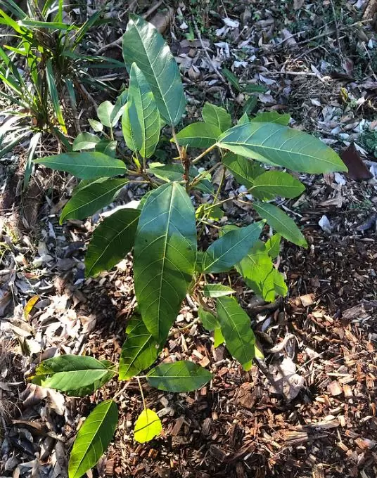 Ficus racemosa - Figueira de cacho, Figo de Cacho, Figueira Goolar, Figo do Rio Vermelho, Cluster - Image 2