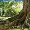 Ficus racemosa - Figueira de cacho, Figo de Cacho, Figueira Goolar, Figo do Rio Vermelho, Cluster - Image 5