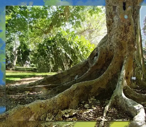 Ficus racemosa - Figueira de cacho, Figo de Cacho, Figueira Goolar, Figo do Rio Vermelho, Cluster - Image 5