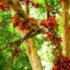 Ficus racemosa - Figueira de cacho, Figo de Cacho, Figueira Goolar, Figo do Rio Vermelho, Cluster - Image 6