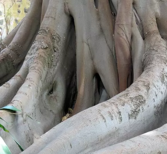 Ficus racemosa - Figueira de cacho, Figo de Cacho, Figueira Goolar, Figo do Rio Vermelho, Cluster - Image 7