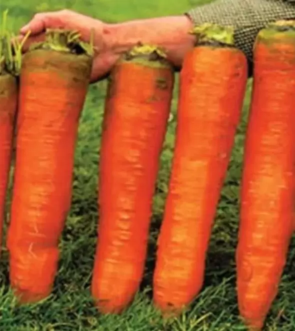 Nomenclatura botânica: Daucus carota Sativus 'Autumn King' (C. O.) - Cenoura Gigante Rei do Outono, Cenoura Rei do Outono,