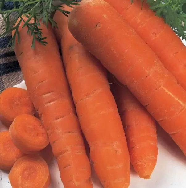 Nomenclatura botânica: Daucus carota Sativus 'Autumn King' (C. O.) - Cenoura Gigante Rei do Outono, Cenoura Rei do Outono, - Imagem 2
