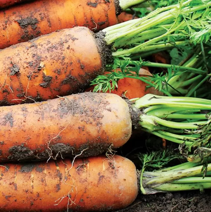 Nomenclatura botânica: Daucus carota Sativus 'Autumn King' (C. O.) - Cenoura Gigante Rei do Outono, Cenoura Rei do Outono, - Imagem 3