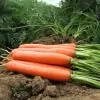 Nomenclatura botânica: Daucus carota Sativus 'Autumn King' (C. O.) - Cenoura Gigante Rei do Outono, Cenoura Rei do Outono, - Image 4