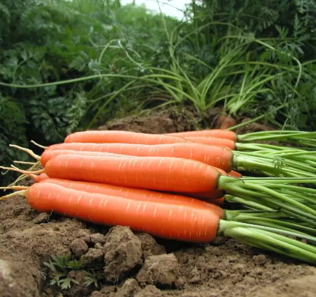 Nomenclatura botânica: Daucus carota Sativus 'Autumn King' (C. O.) - Cenoura Gigante Rei do Outono, Cenoura Rei do Outono, - Imagem 4