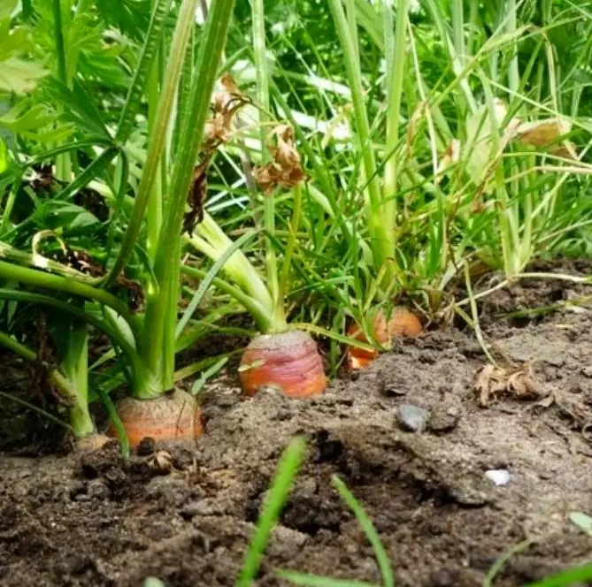 Nomenclatura botânica: Daucus carota Sativus 'Autumn King' (C. O.) - Cenoura Gigante Rei do Outono, Cenoura Rei do Outono, - Imagem 5