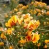 Oxylobium ellipticum - Alecrim Dourado, Golden Shaggy Pea - Image 2