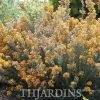 Oxylobium ellipticum - Alecrim Dourado, Golden Shaggy Pea - Image 3