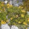 Oxylobium ellipticum - Alecrim Dourado, Golden Shaggy Pea - Image 4