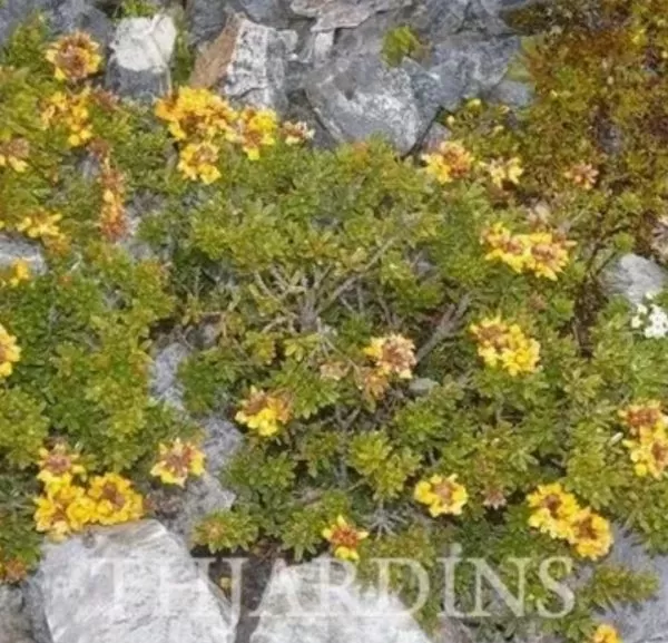 Oxylobium ellipticum - Alecrim Dourado, Golden Shaggy Pea - Image 4