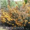 Oxylobium ellipticum - Alecrim Dourado, Golden Shaggy Pea - Image 5