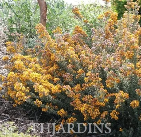 Oxylobium ellipticum - Alecrim Dourado, Golden Shaggy Pea - Image 5
