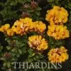 Oxylobium ellipticum - Alecrim Dourado, Golden Shaggy Pea - Image 6