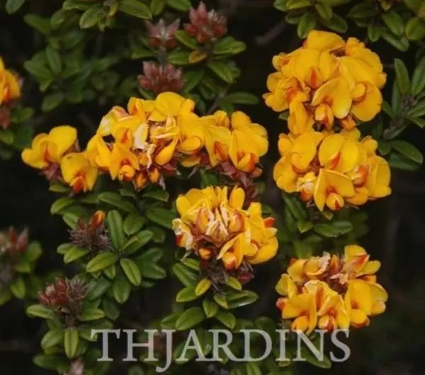 Oxylobium ellipticum - Alecrim Dourado, Golden Shaggy Pea - Image 6