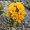 Oxylobium ellipticum - Alecrim Dourado, Golden Shaggy Pea - Image 7