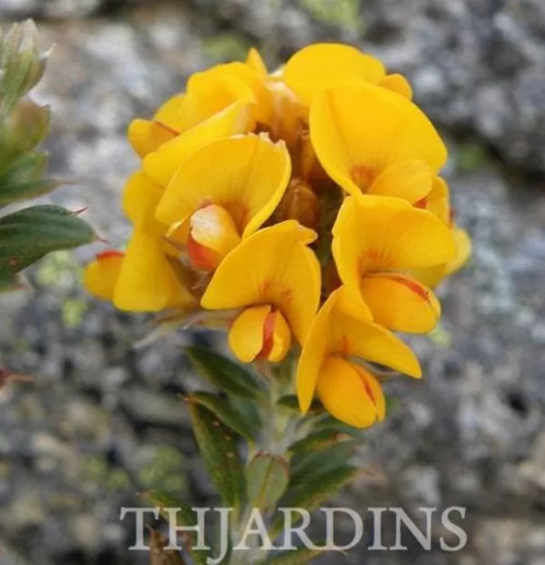 Oxylobium ellipticum - Alecrim Dourado, Golden Shaggy Pea - Image 7