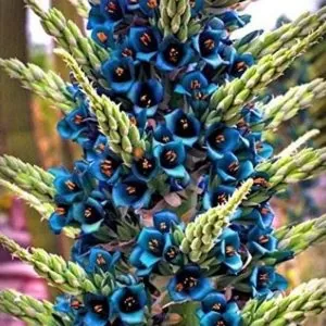 Puya alpestris - Bromélia Torre de Safira, Bromélia Flor Azul Pavão, Bromélia Alpestris