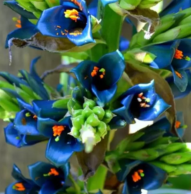 Puya alpestris - Bromélia Torre de Safira, Bromélia Flor Azul Pavão, Bromélia Alpestris - Imagem 2