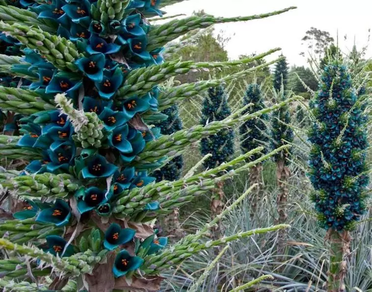 Puya alpestris - Bromélia Torre de Safira, Bromélia Flor Azul Pavão, Bromélia Alpestris - Imagem 3