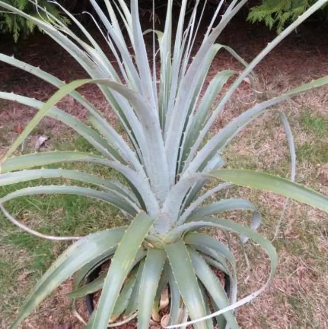 Puya alpestris - Bromélia Torre de Safira, Bromélia Flor Azul Pavão, Bromélia Alpestris - Imagem 4
