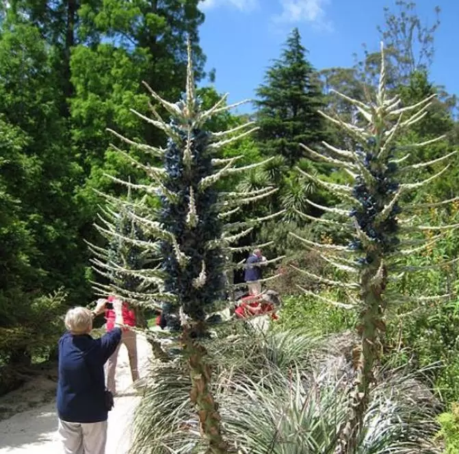 Puya alpestris - Bromélia Torre de Safira, Bromélia Flor Azul Pavão, Bromélia Alpestris - Imagem 5